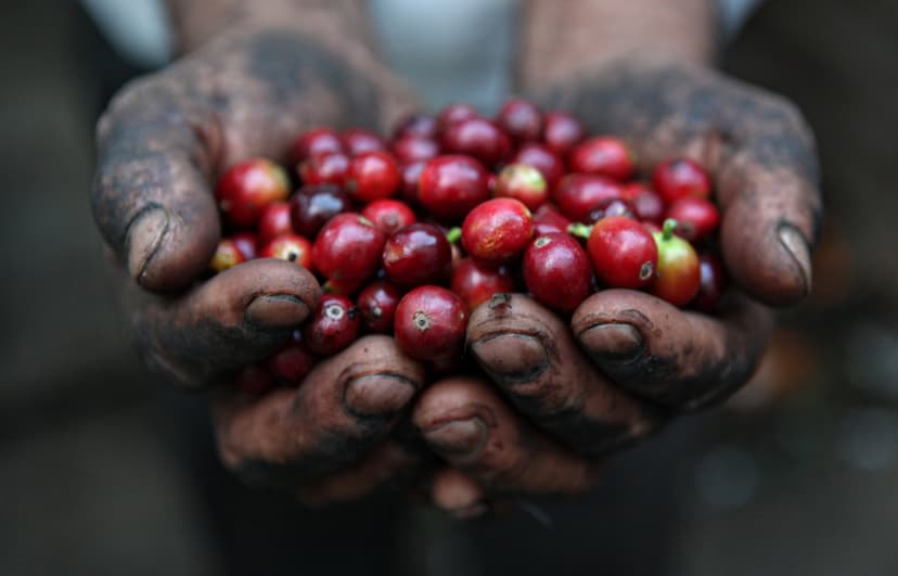 coffee beans red