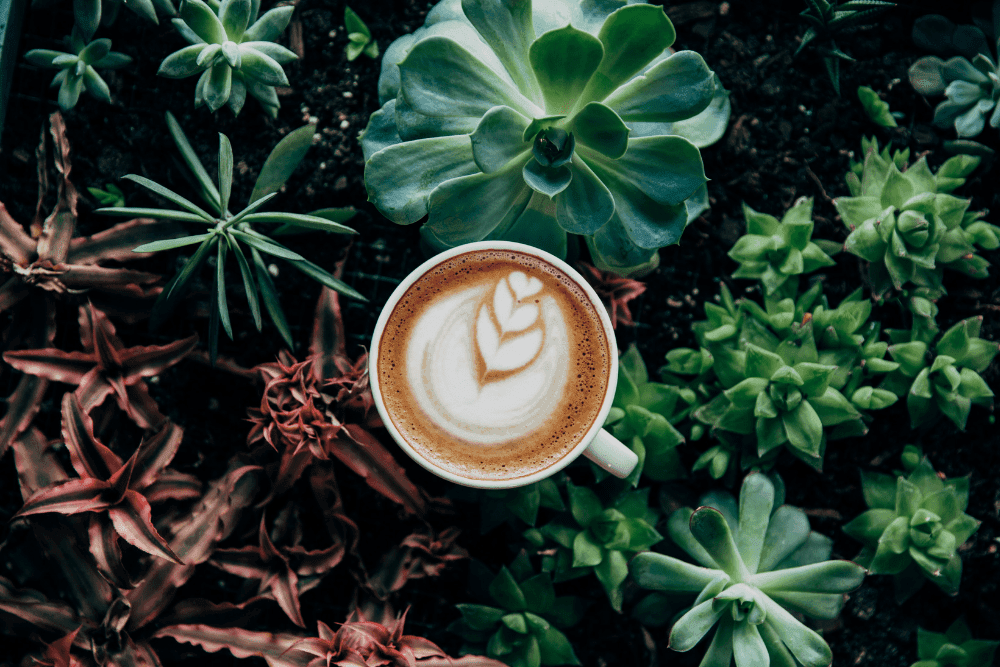 Coffee from Mexico