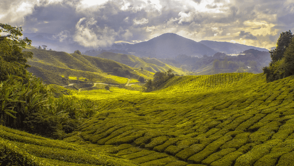 Where does coffee come from?
