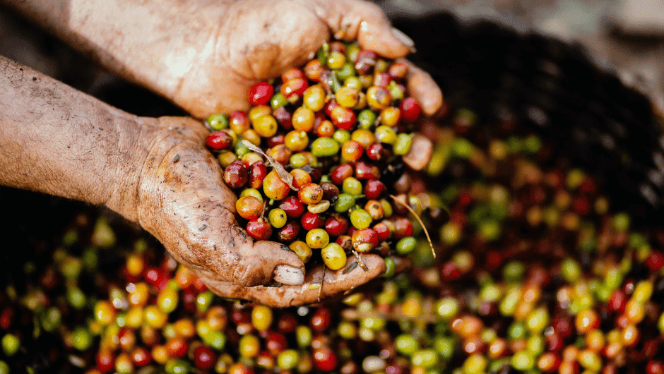 5 Ways Green Coffee Beans Can Benefit Your Health