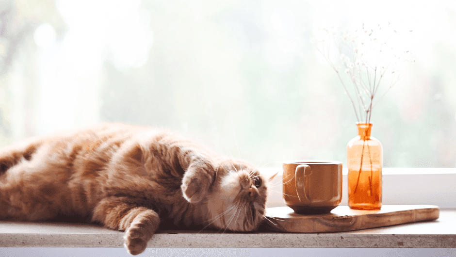 ​Cat cafes: where to find cat cafes in Italy and around the world