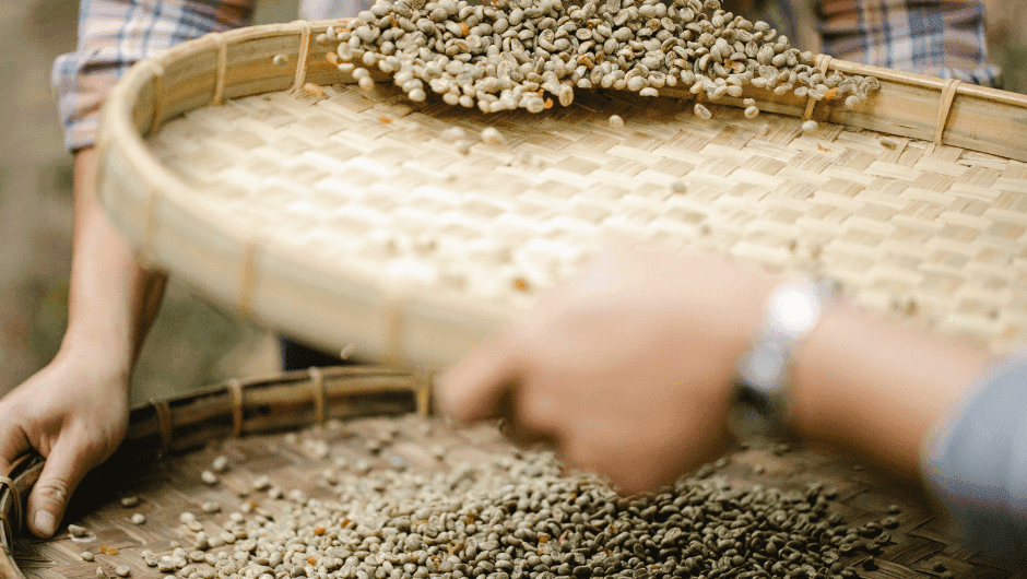 From coffee berry to roasted coffee bean
