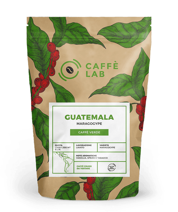 GUATEMALA Maragogype