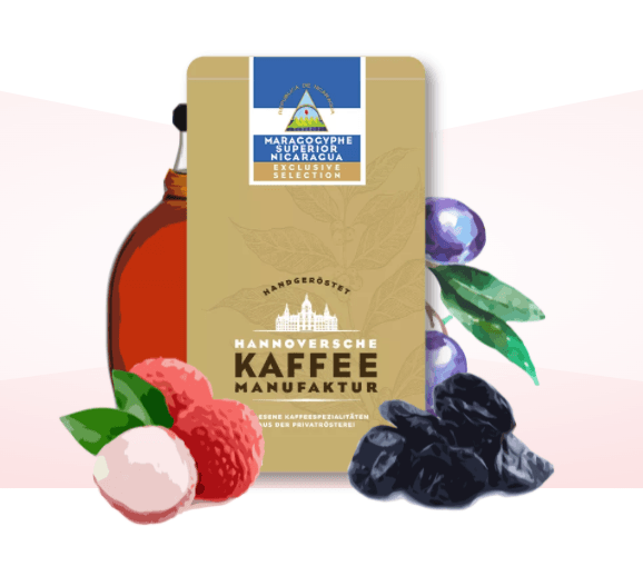 Nicaragua Maragogype