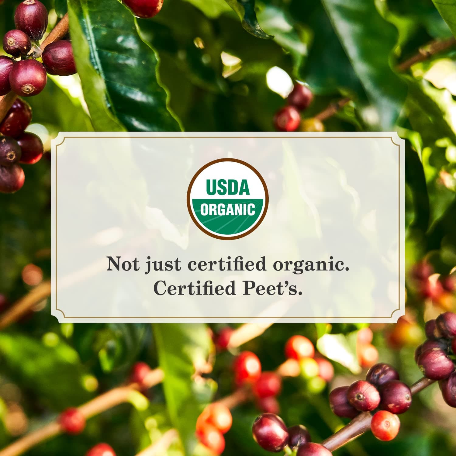 Organic French Roast 3