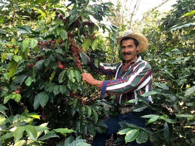 Guatemala - Organic