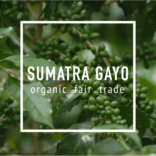 SUMATRA GAYO FTO