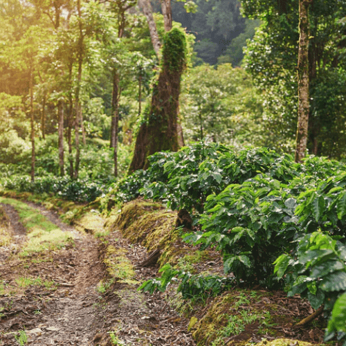 NICARAGUA ORGANIC