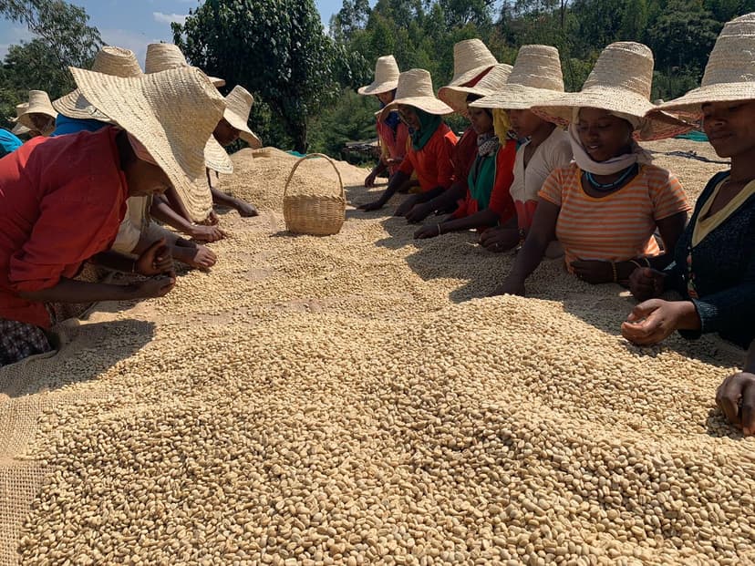 cultivar coffee beans cultivar coffee beans