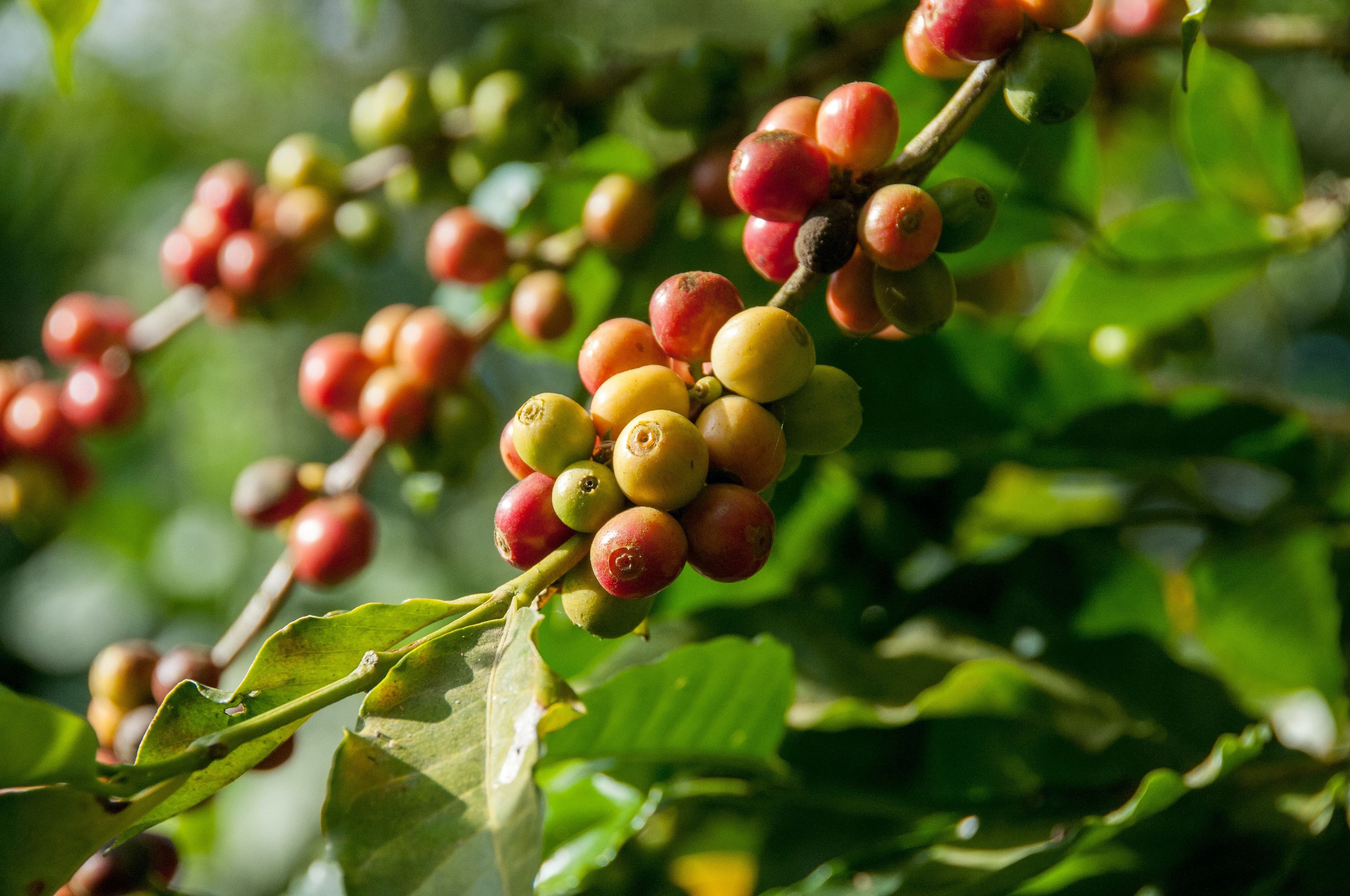 The journey of the coffee bean: the world behind your cup of coffee
