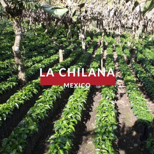 DECAF La Chilana, Mexico, Sugar Cane Process