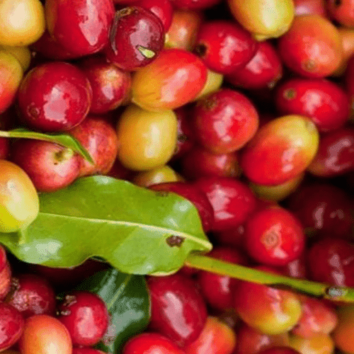 COFFEE SUBSCRIPTION PROGRAM