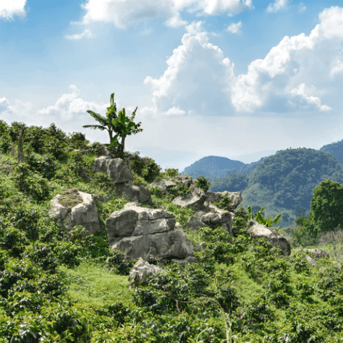 HONDURAS ORGANIC