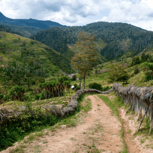 PAPUA NEW GUINEA ORGANIC