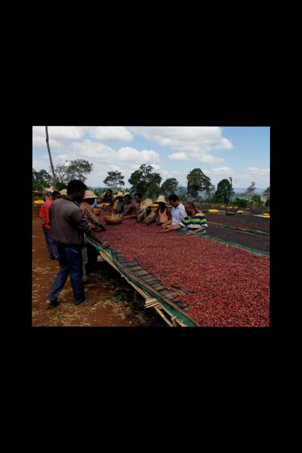 Ethiopia Guji Coffee From  ASIP Coffee Roasters On Cafendo