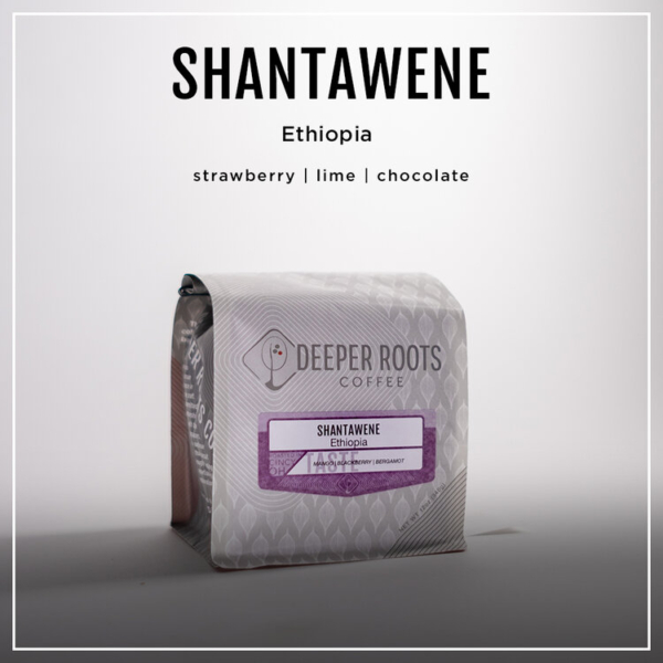 SHANTAWENE | ETHIOPIA Coffee From  Deeper Roots Coffee On Cafendo