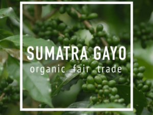 SUMATRA GAYO FTO Coffee From  Daybreak Coffee Roasters On Cafendo
